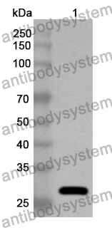 Anti-Human HLA-DRA Polyclonal Antibody