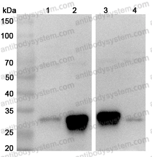 Anti-Human HLA-DR10 Polyclonal Antibody