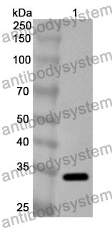 Anti-Human MUC4 Polyclonal Antibody