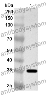 Anti-Human PRRT1 Polyclonal Antibody