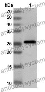 Anti-Human GPR107 Polyclonal Antibody