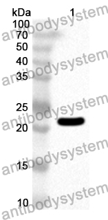 Anti-Human RAB3C Polyclonal Antibody