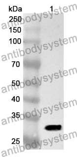 Anti-Human RMDN3 Polyclonal Antibody