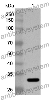 Anti-Human EYA3 Polyclonal Antibody