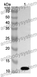 Anti-Human FOXC2 Polyclonal Antibody