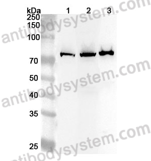 Anti-Human KLC2 Polyclonal Antibody