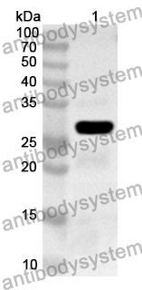 Anti-Human PLK3 Polyclonal Antibody