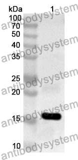 Anti-Human SPACA1 Polyclonal Antibody