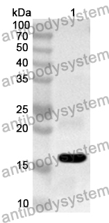 Anti-Human SRA1 Polyclonal Antibody