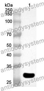 Anti-Human OGFR Polyclonal Antibody