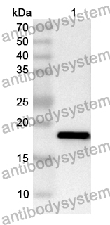 Anti-Human UVRAG Polyclonal Antibody