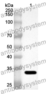 Anti-Human PI4KB Polyclonal Antibody