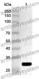 Anti-Human AKAP8L Polyclonal Antibody