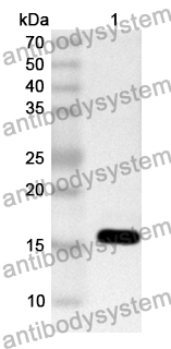 Anti-Human POFUT2 Polyclonal Antibody