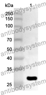 Anti-Human COQ4 Polyclonal Antibody