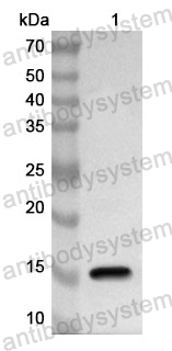 Anti-Human SYNGAP1 Polyclonal Antibody