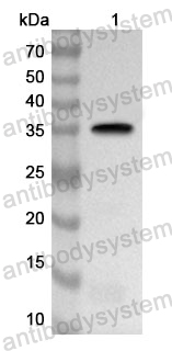 Anti-Human HERC4 Polyclonal Antibody