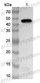 Anti-Human ALKBH5 Polyclonal Antibody