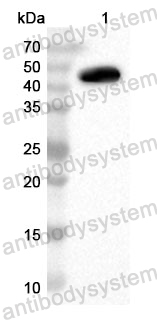 Anti-Human RCC2 Polyclonal Antibody