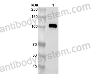 Anti-Human CDC5L Polyclonal Antibody