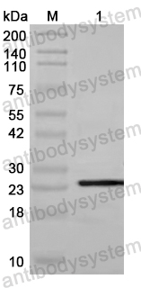 Anti-CCDC111/PRIMPOL Polyclonal Antibody