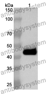 Anti-Mouse CD300b/CD300LB Polyclonal Antibody