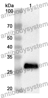 Anti-Mouse QSOX1 Polyclonal Antibody