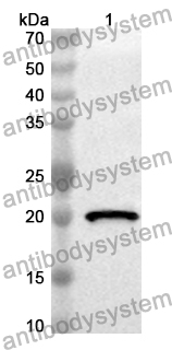 Anti-Mouse DLL1 Polyclonal Antibody