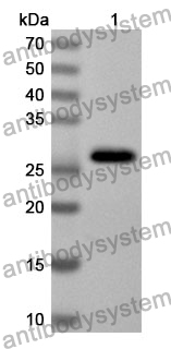 Anti-Mouse WNT9B Polyclonal Antibody