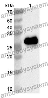 Anti-Mouse ANGPT2/Ang2 Polyclonal Antibody