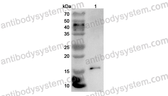 Anti-Mouse CCL25/TECK Polyclonal Antibody