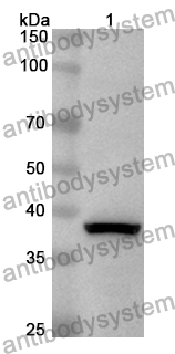 Anti-Mouse FLRT2 Polyclonal Antibody