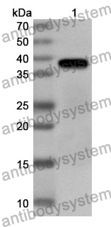 Anti-Mouse PSPN Polyclonal Antibody