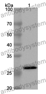 Anti-Mouse CD275/ICOSLG Polyclonal Antibody