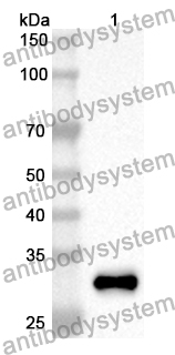 Anti-Mouse LRP5 Polyclonal Antibody