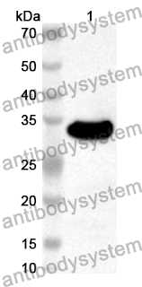 Anti-Mouse LEFTY1 Polyclonal Antibody