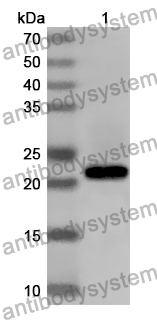 Anti-Mouse CREG1 Polyclonal Antibody