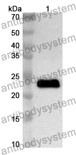 Anti-Mouse CD335/NCR1/NKp46 Polyclonal Antibody