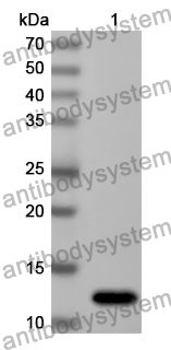 Anti-Mouse DKK1 Polyclonal Antibody