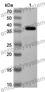 Anti-Mouse CER1 Polyclonal Antibody