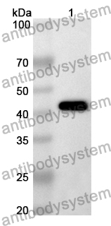 Anti-Mouse CD160 Polyclonal Antibody