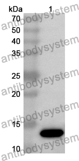 Anti-Mouse CST3 Polyclonal Antibody