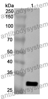 Anti-Mouse NGF/Beta-NGF Polyclonal Antibody