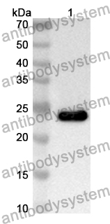 Anti-Mouse PRL Polyclonal Antibody