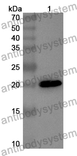 Anti-Mouse IL1A/IL1F1 Polyclonal Antibody