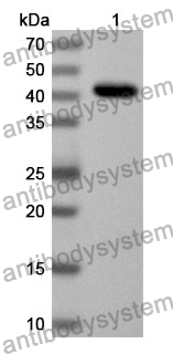 Anti-Mouse CD8A Polyclonal Antibody