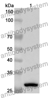 Anti-Mouse PIGR Polyclonal Antibody