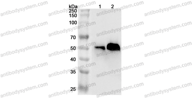 Anti-Mouse AHSG Polyclonal Antibody