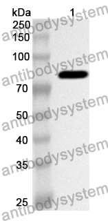 Anti-Mouse CD71/TFRC Polyclonal Antibody