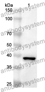 Anti-Mouse CSTB Polyclonal Antibody